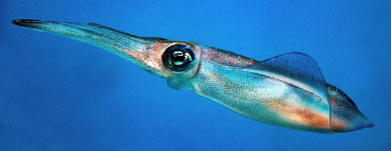 firefly squid