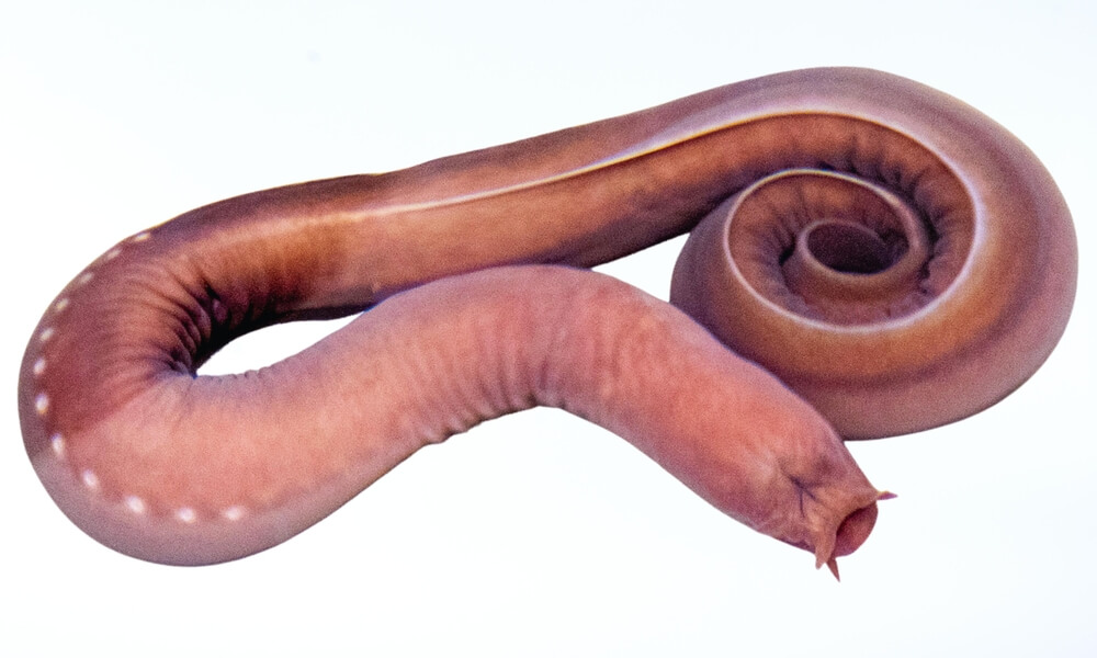 The Pacific Hagfish: Nature’s Slime Prodigy
