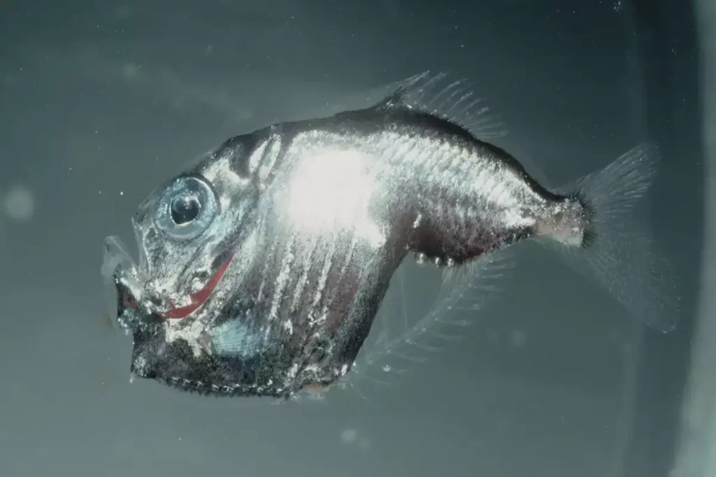 hatchetfish