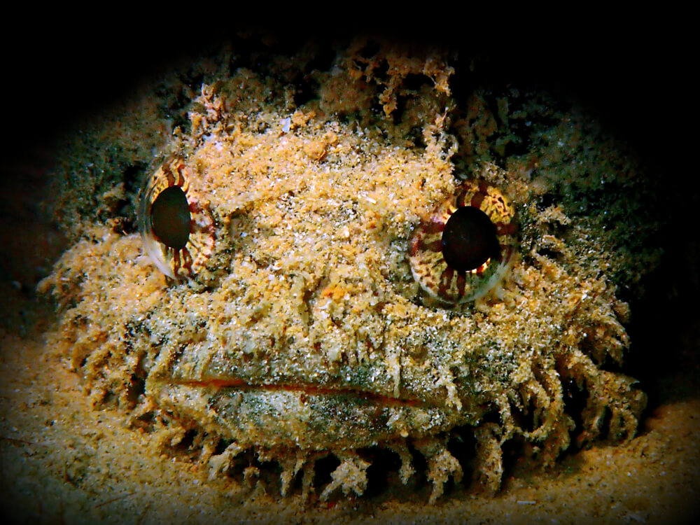 oyster toadfish