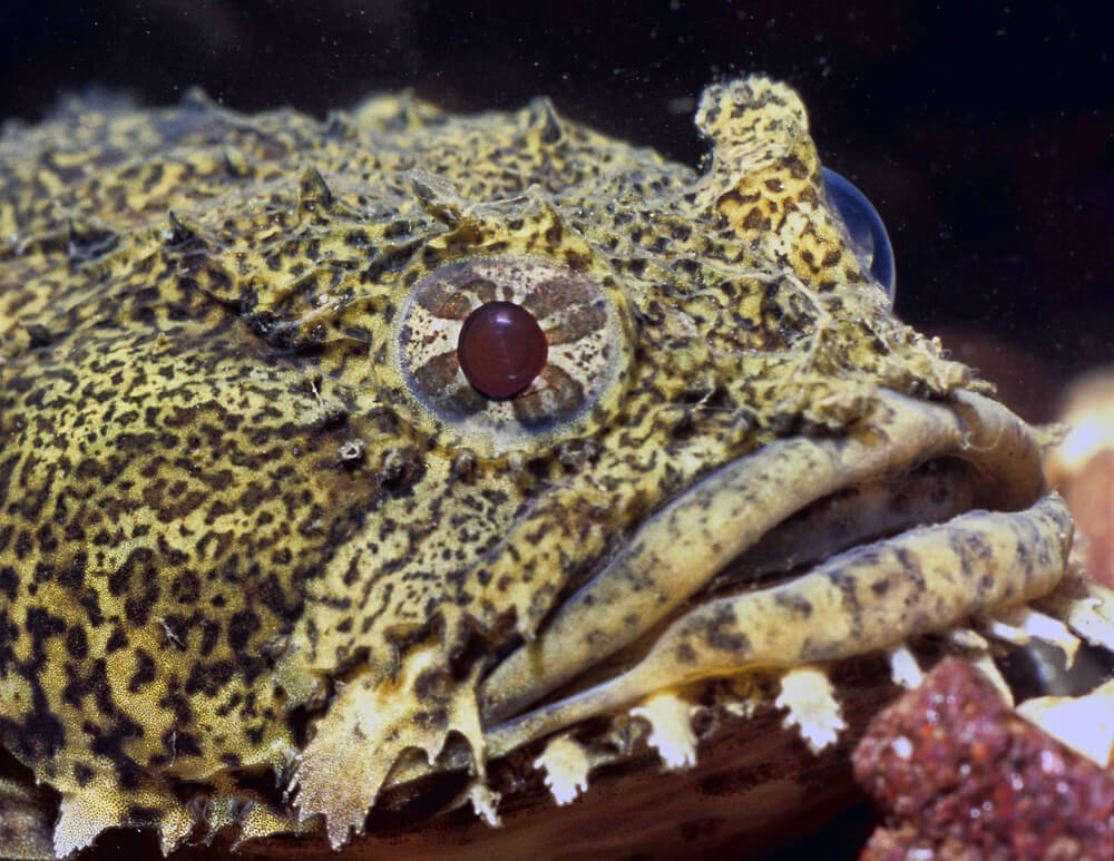 The Deep Sea Oyster Toadfish