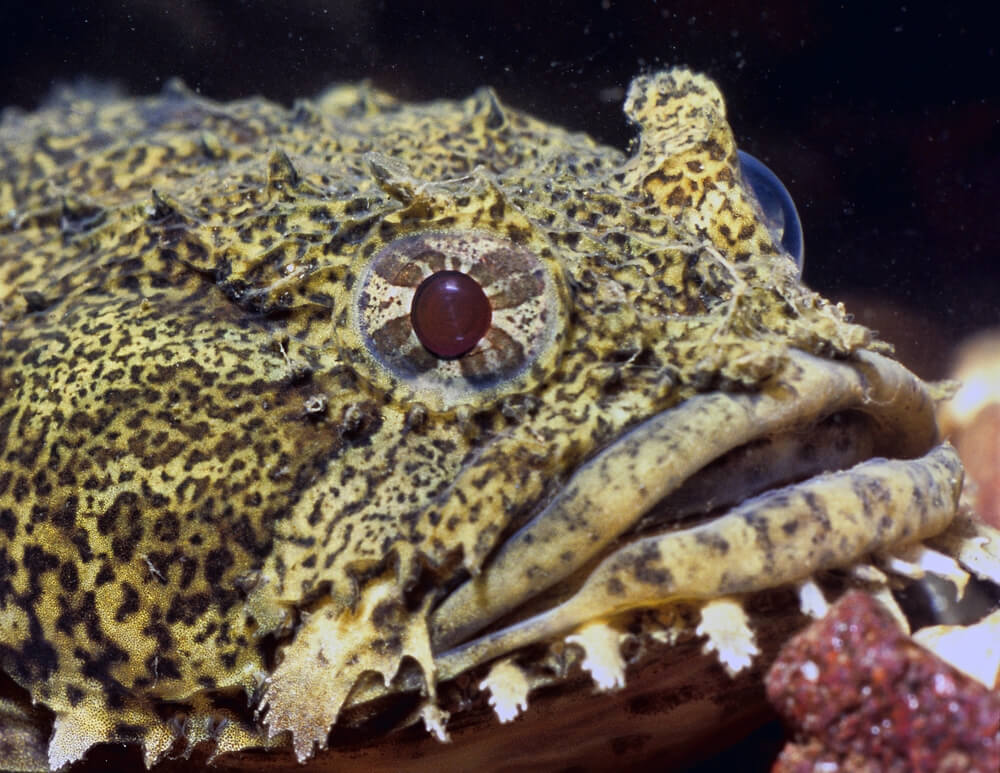 oyster toadfish