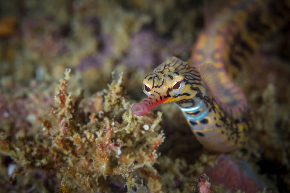 freshwater pipefish