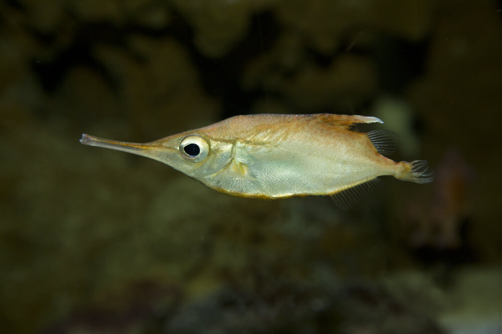 the longspine snipefish