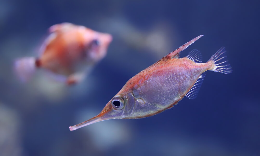 the longspine snipefish