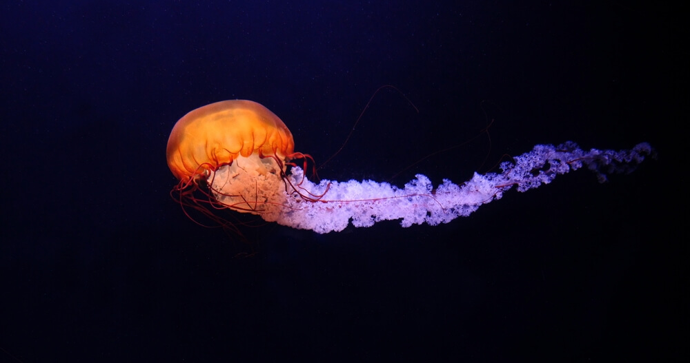 the black sea nettle