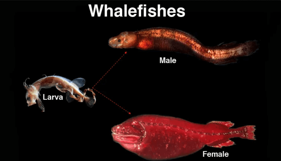 the whalefish