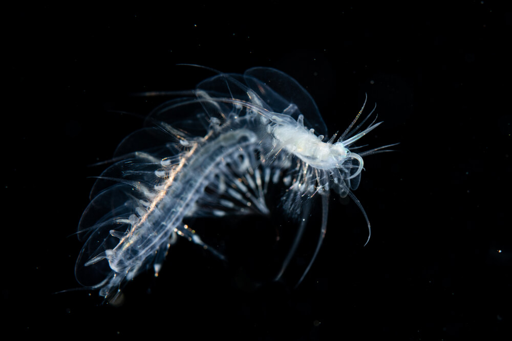deep sea worms