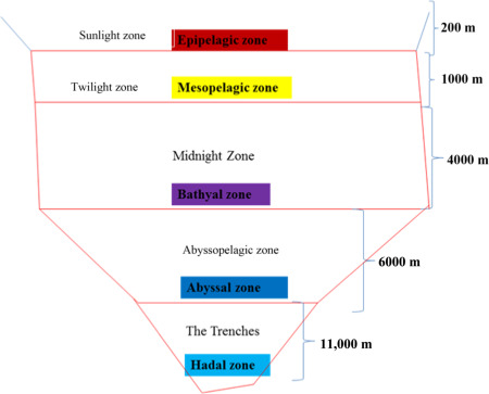 epipelagic zone