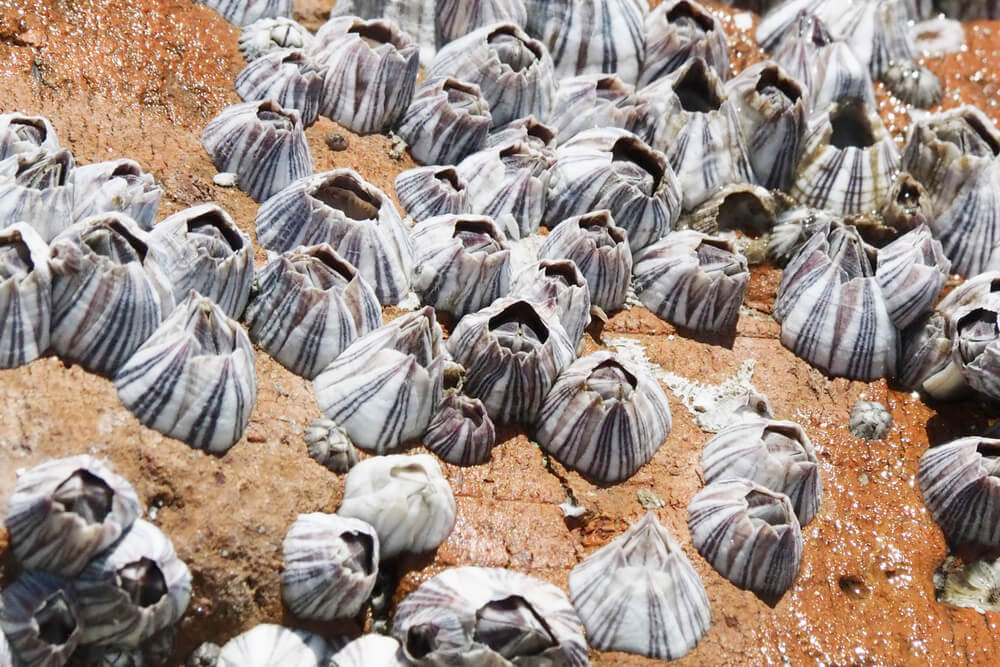 acorn barnacle