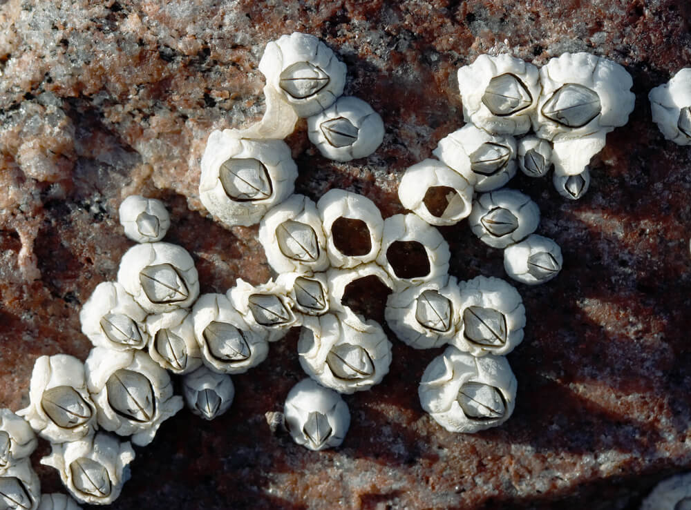acorne barnacle