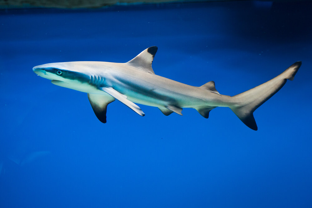 blacktip reef shark