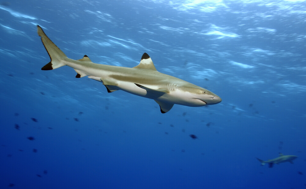 blacktip reef shark

