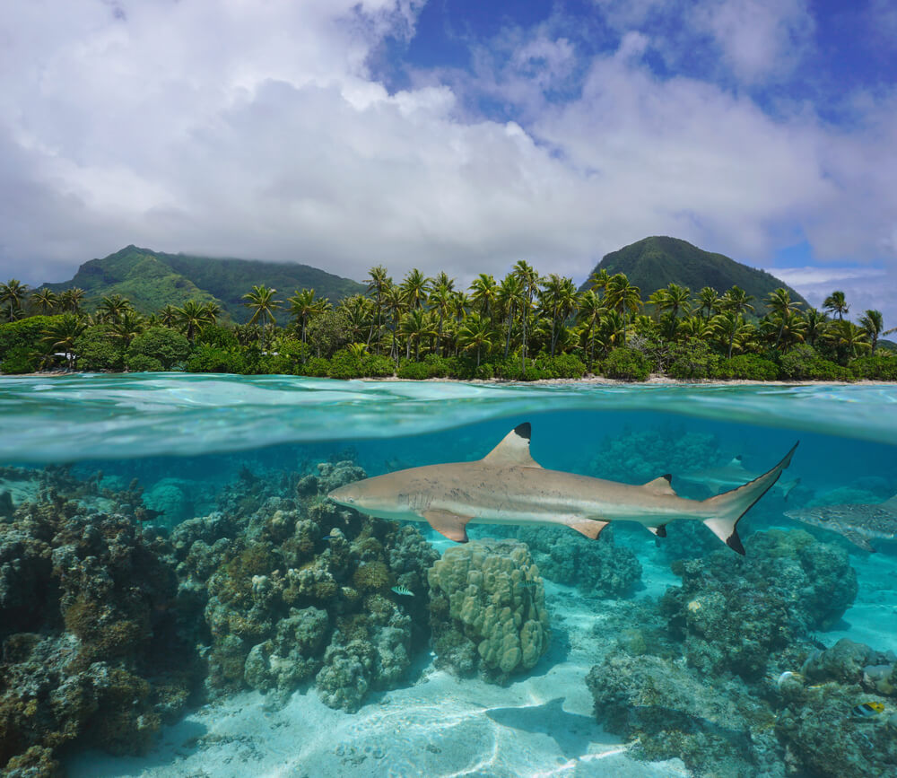 blacktip reef shark

