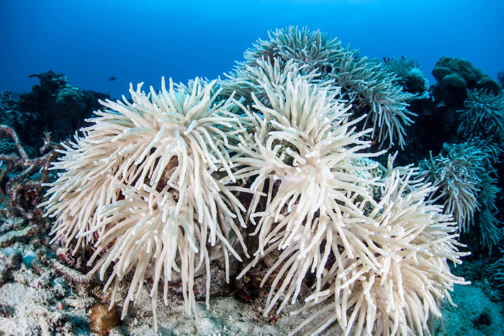 coral reefs tissues