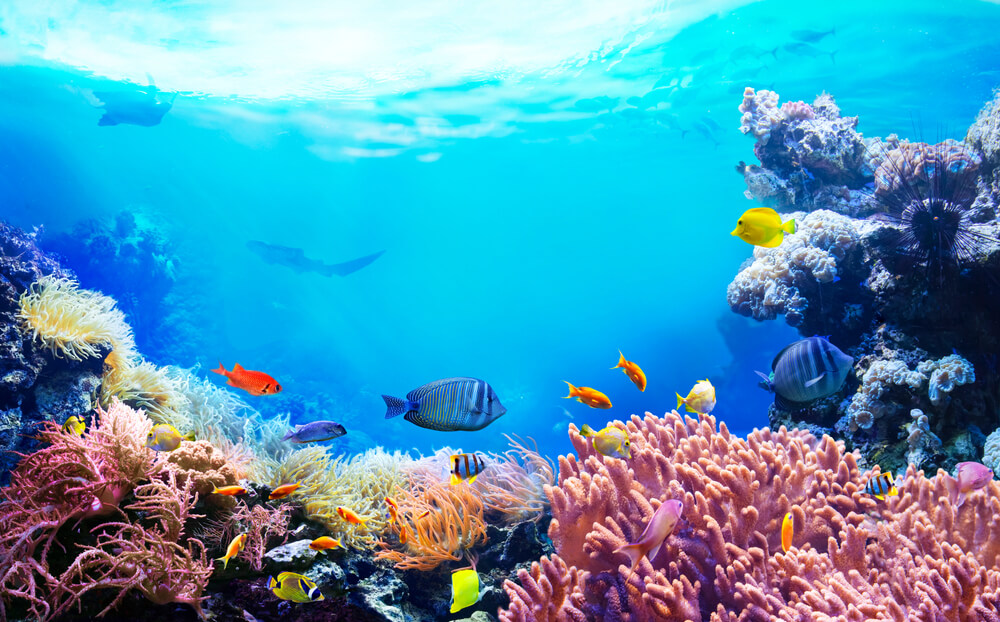 animals in coral reefs