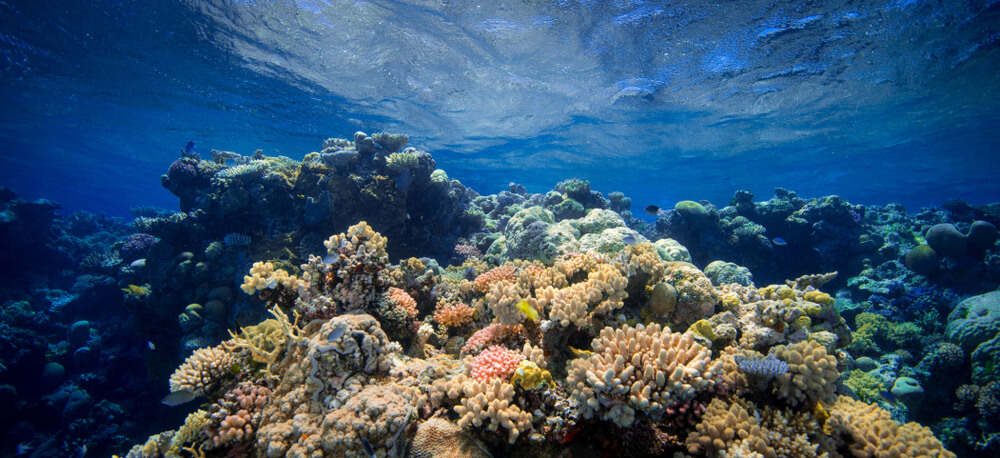 animals in coral reefs