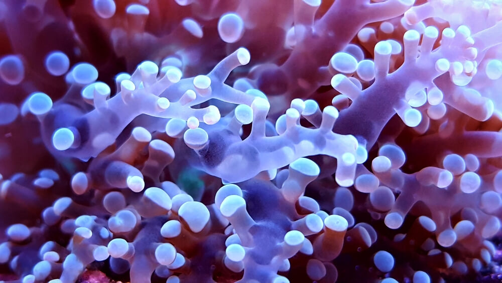 coral reefs polyps