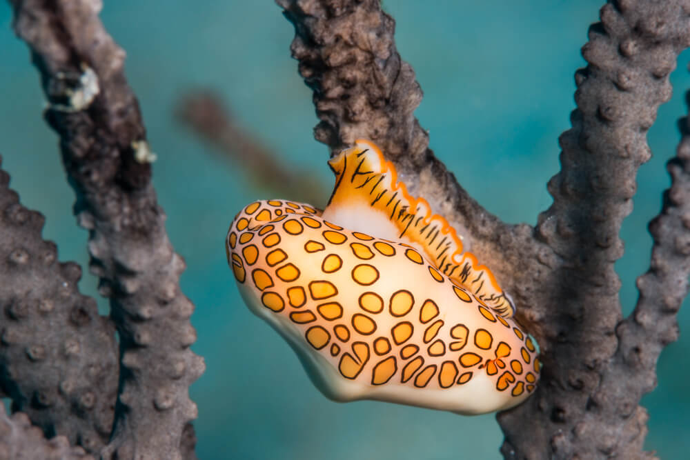 the flamingo tongue snail