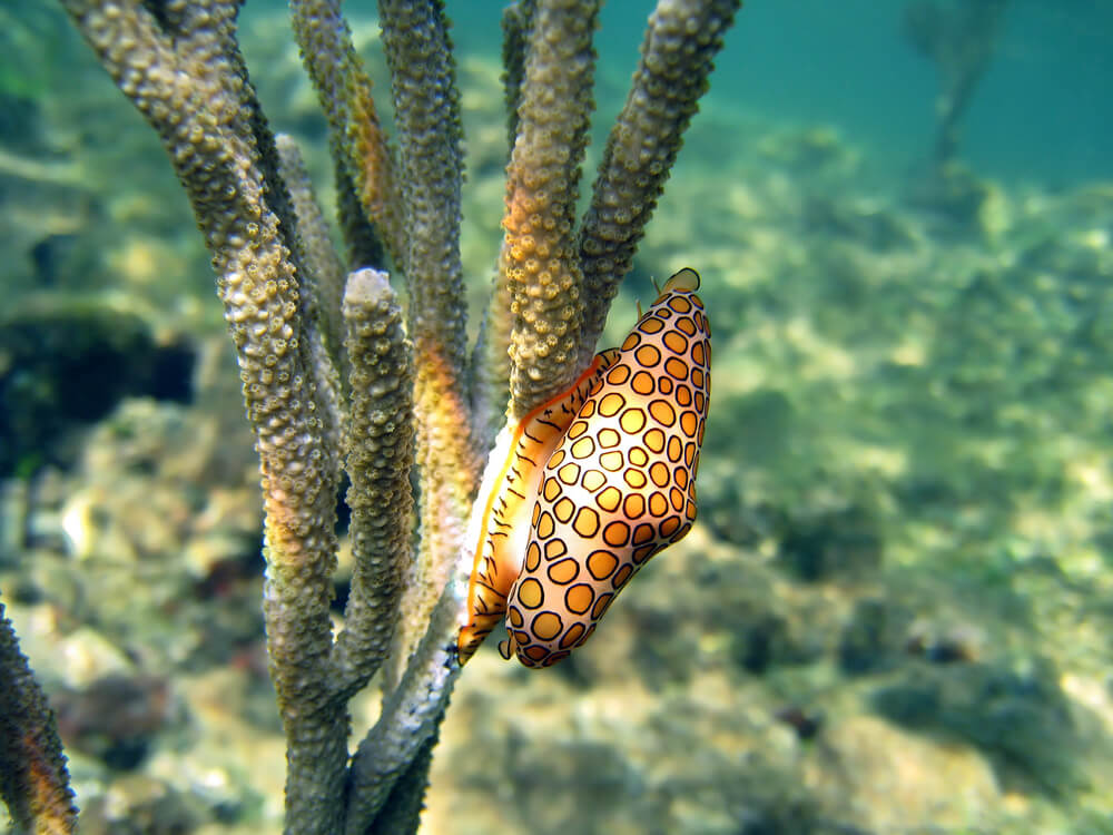 the flamingo tongue snail