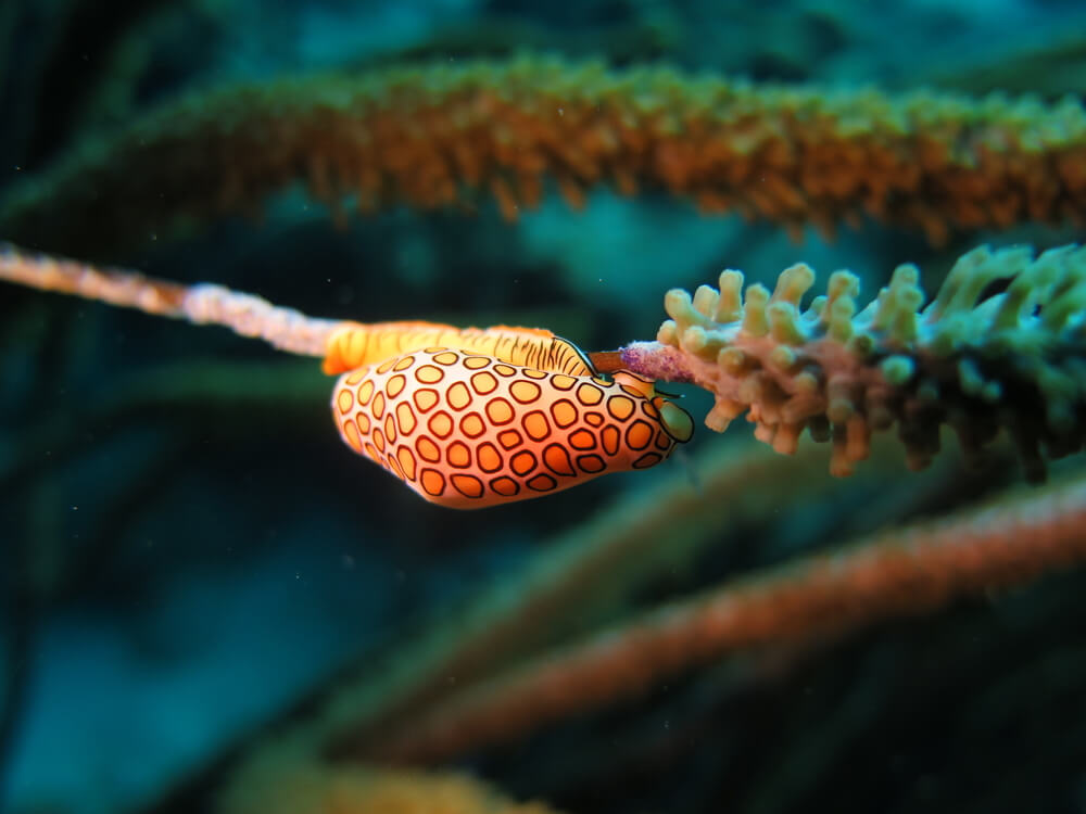 the flamingo tongue snail