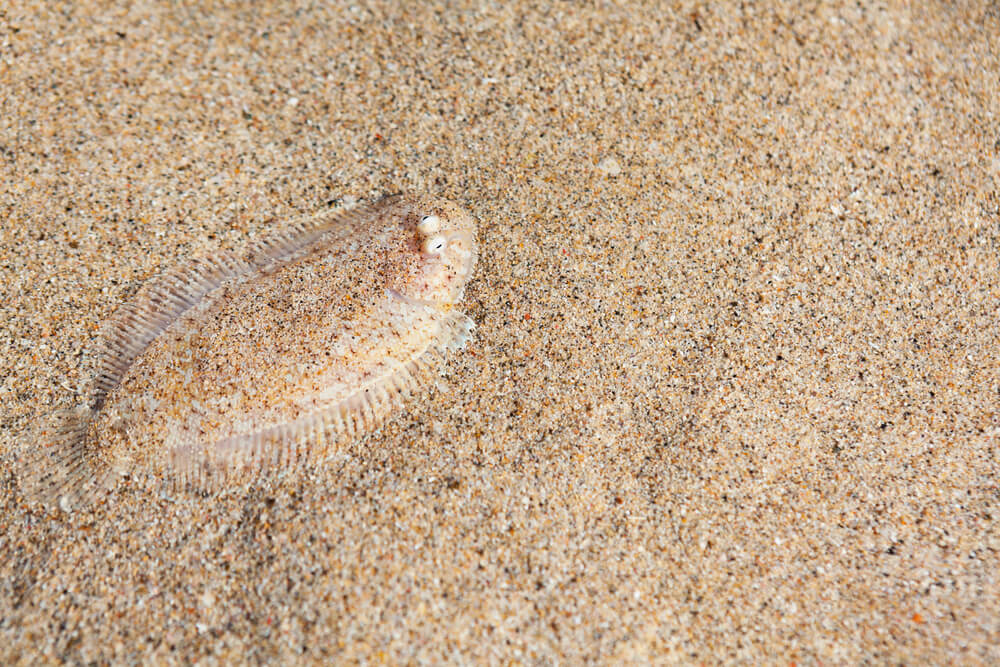 flatfish in sandy seafloor
