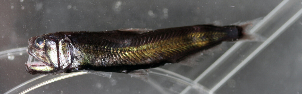 sabretooth fish