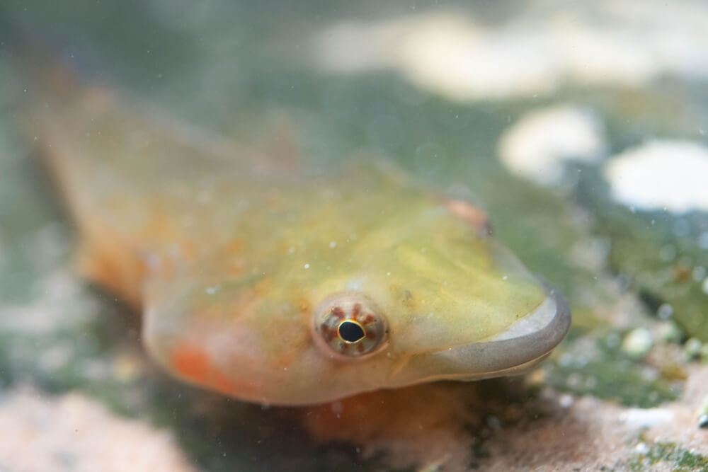 norther clingfish