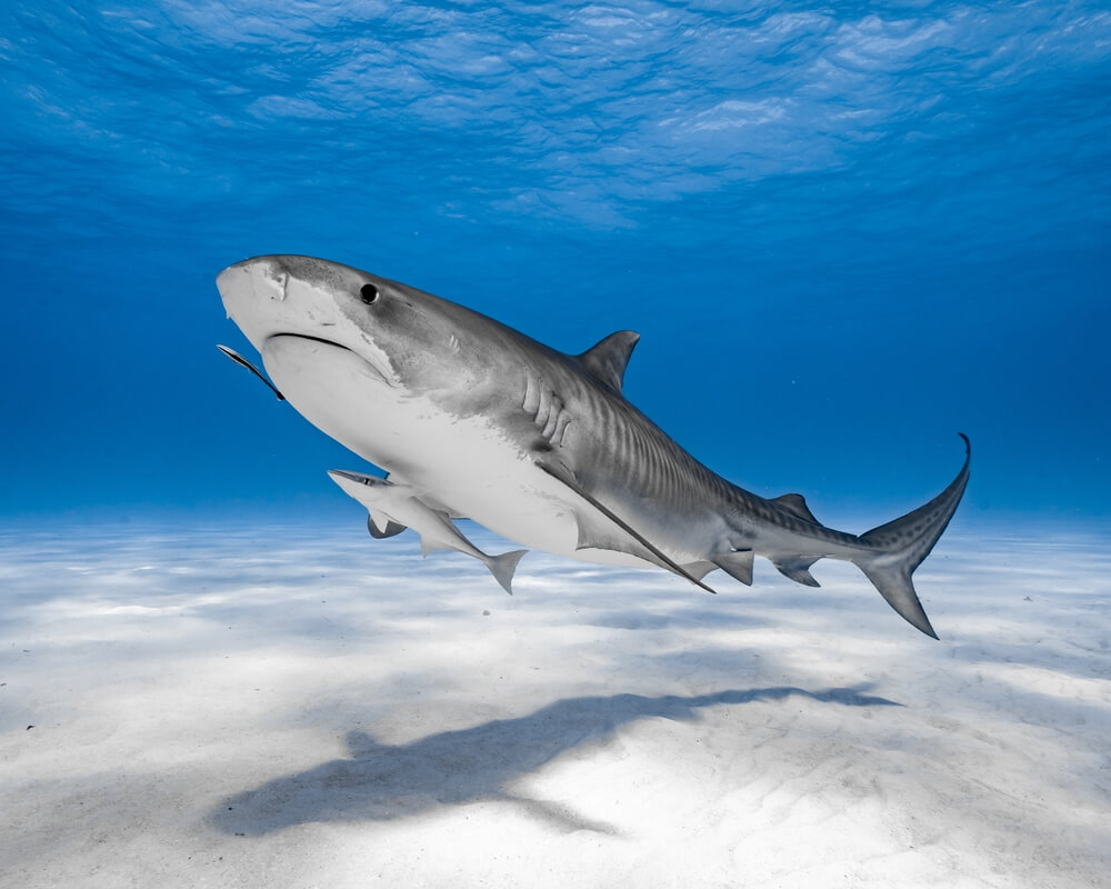 blacktip reef shark predators like the tiger shark