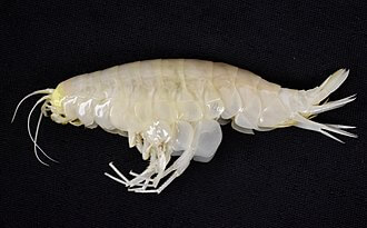 supergiant amphipod