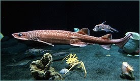 filetail catshark