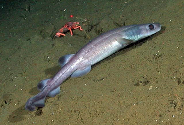 filetail catshark