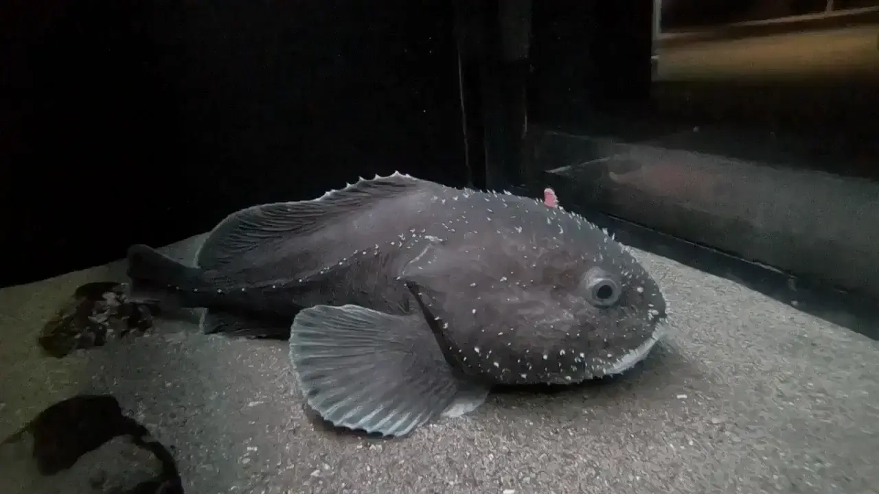 the blobfish