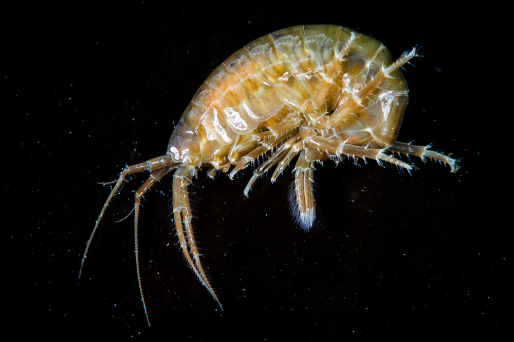 supergiant amphipod