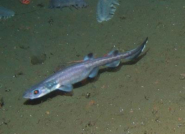 filetail catshark