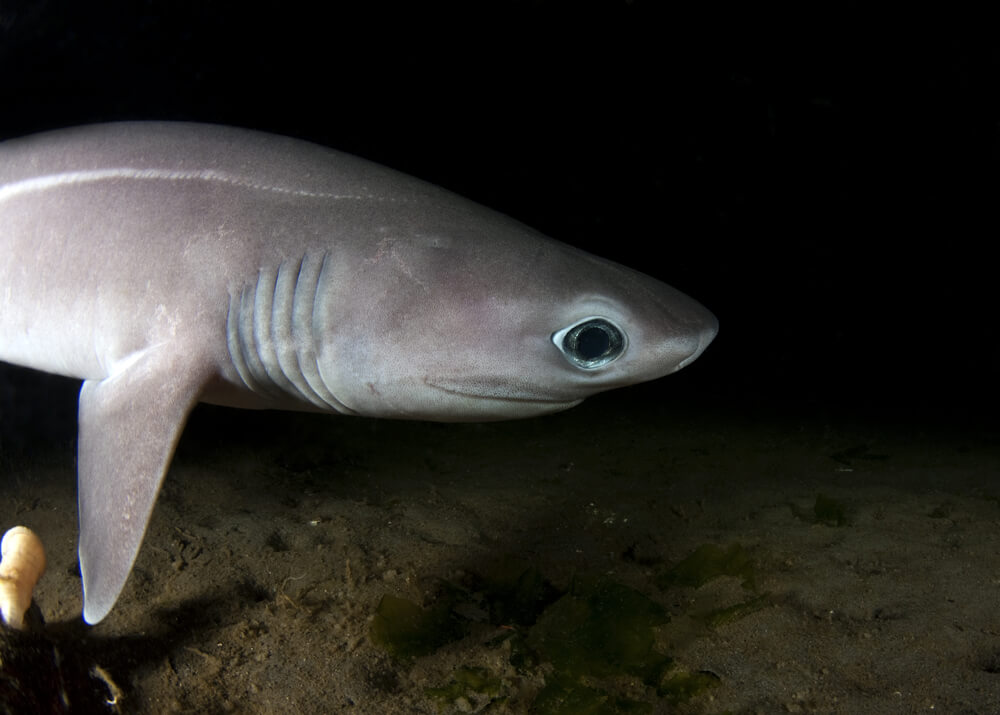 sixgill shark