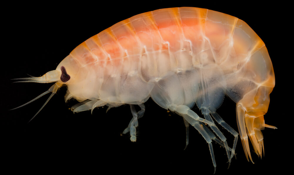 supergiant amphipod