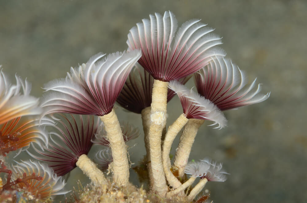 tube worms