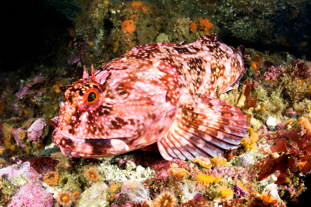 cabezon fish