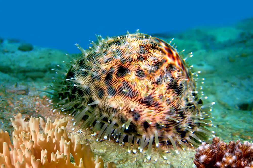 tiger cowrie