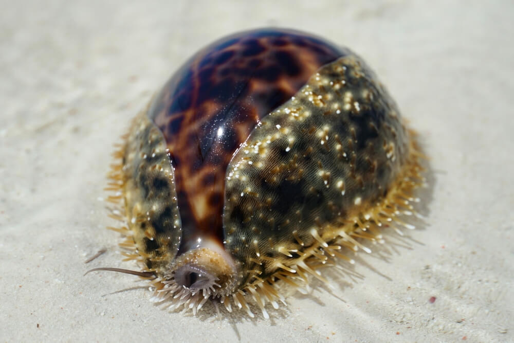 tiger cowrie