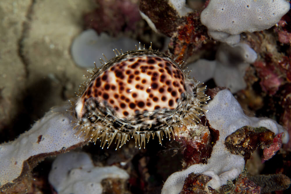 tiger cowrie