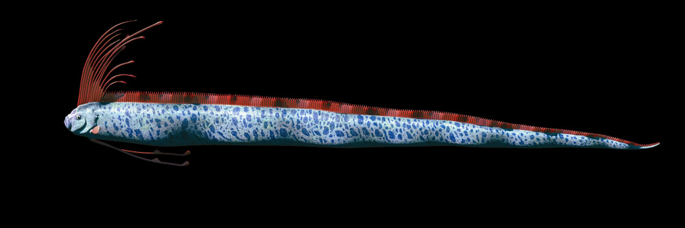 the giant oarfish