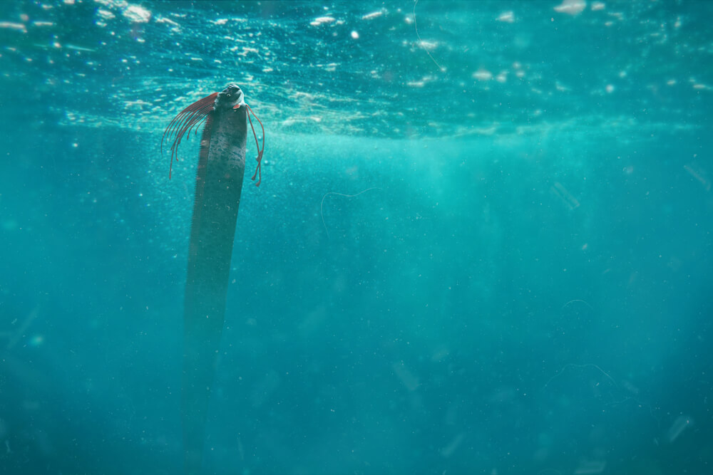 the giant oarfish